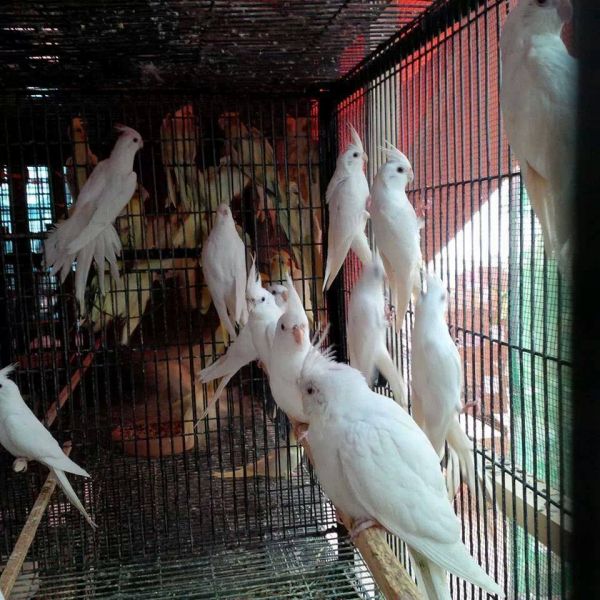 Cacatua maschio e femmina disponibili per l'adozione gratuita