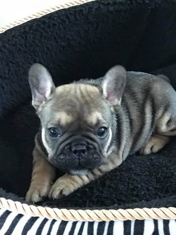 Adorabili cuccioli di Bulldog Francese femminucce e maschietti disponibili per l'adozione gratuita