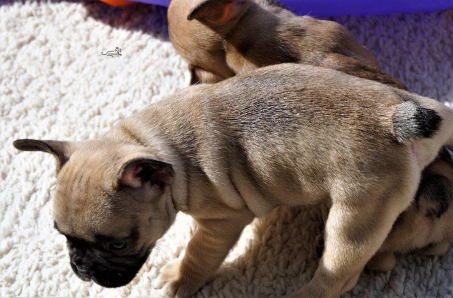  Maschio e femmina adorabile bulldog francese  cuccioli disponibili per l'adozione
