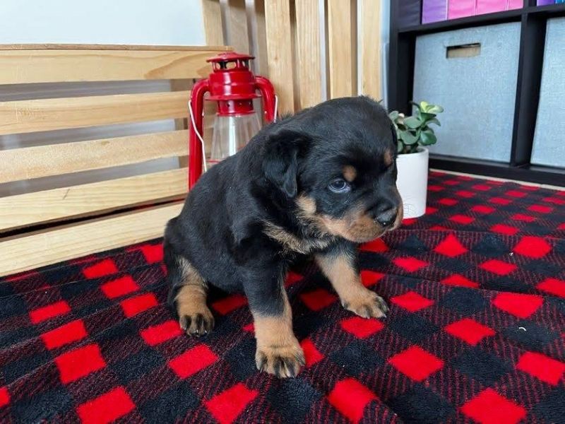  Regalo Cuccioli di Rottweiler 