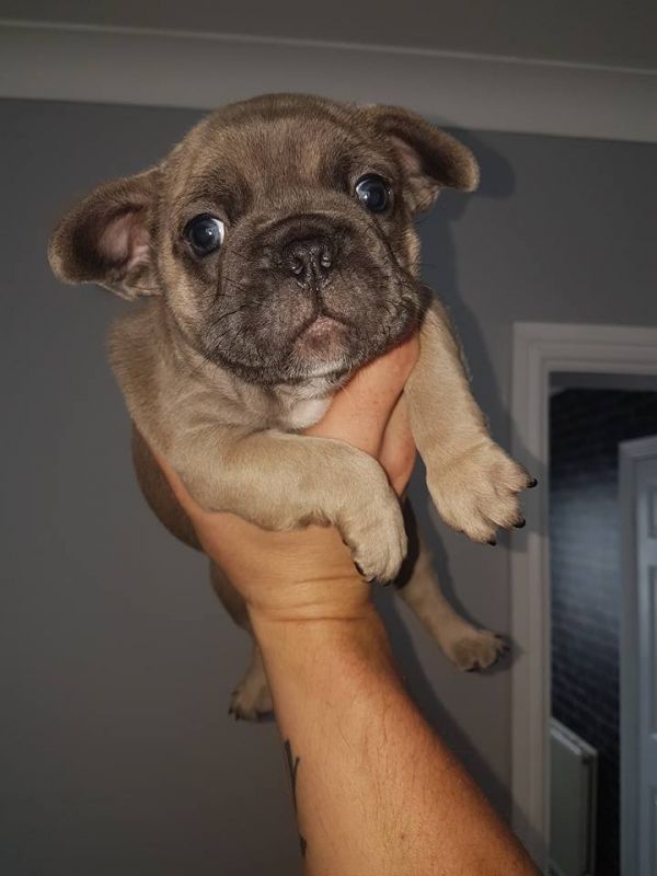 Molto bella e sani cuccioli di bulldog francese per adozione  