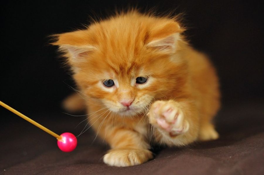 Maine coon gattino tipo in regalo