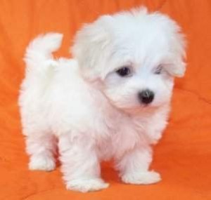 Maschio e femmina cuccioli di maltese