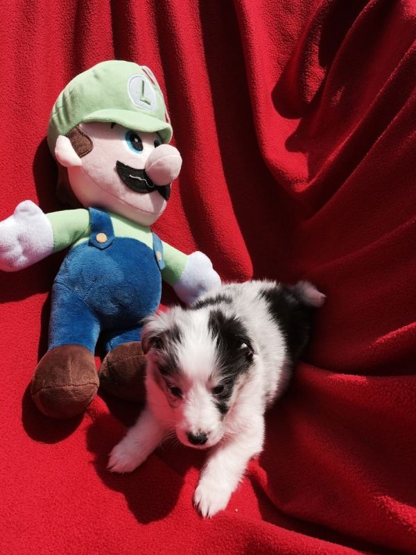  cuccioli di shetland per adozione ( maschio e femmina )