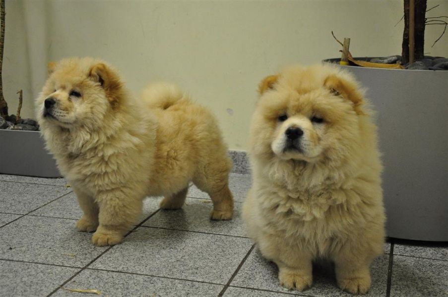  cuccioli di CHOW  CHOW  ( per regalo )