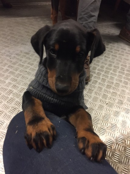 Regalo adorabili cuccioli Dobermann femminucce e maschietti