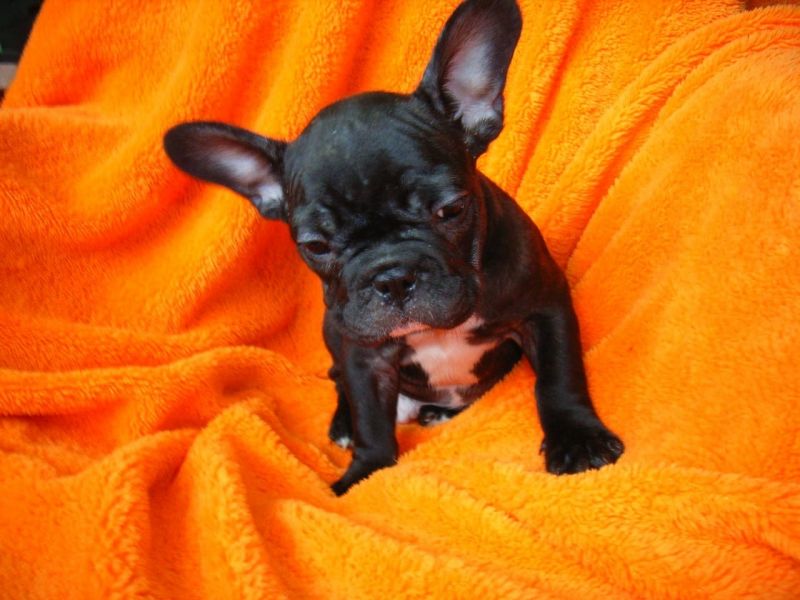 Sani maschio e femmina cuccioli di bulldog francese per adozione 