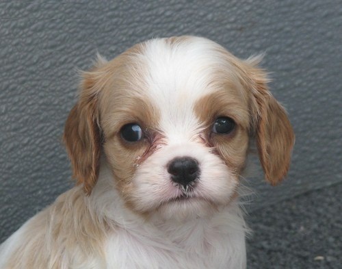 Adorali cuccioli di cavalier king femminucce e maschietti disponibili
