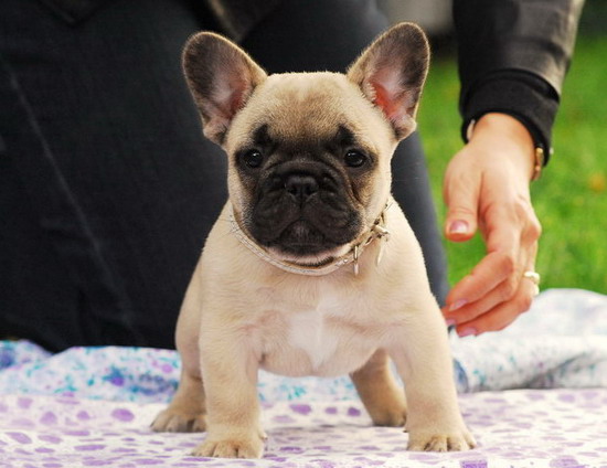 Molto bella e sani cuccioli di Bulldog Francese per adozione maschi e femmine disponibili (gratis) 