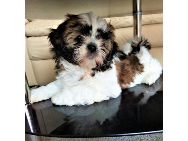 Bellissimi cuccioli di shih tzu