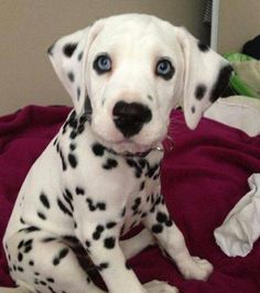  cuccioli di dalmata per adozione per adozione ( regalo )