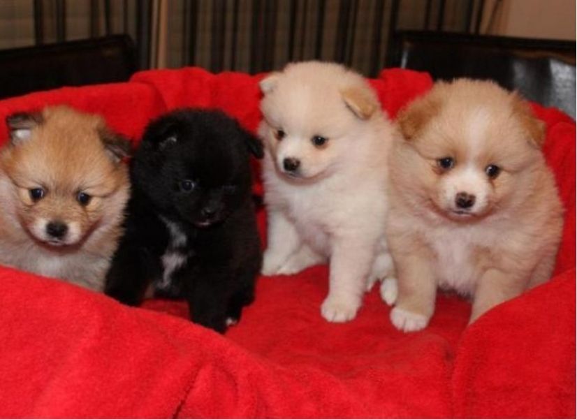Regalo Cuccioli di volpino di pomerania