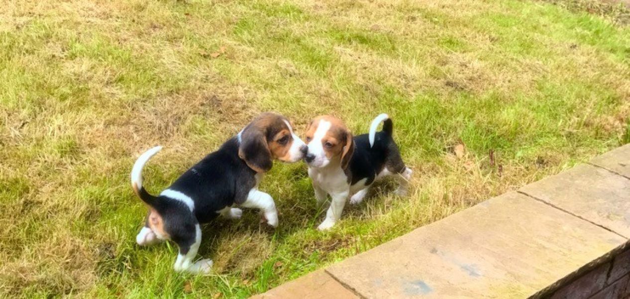 Regalo Cucciolo di Beagle in pronta consegna i cuccioli verranno Dato dopo 90 giorni dalla nascita, 