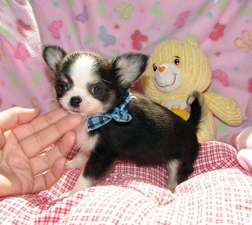Chihuahua gratis per regalo