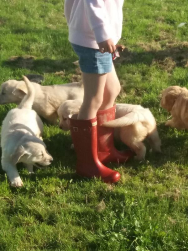 Cuccioli Golden Retriever maschio e femmina