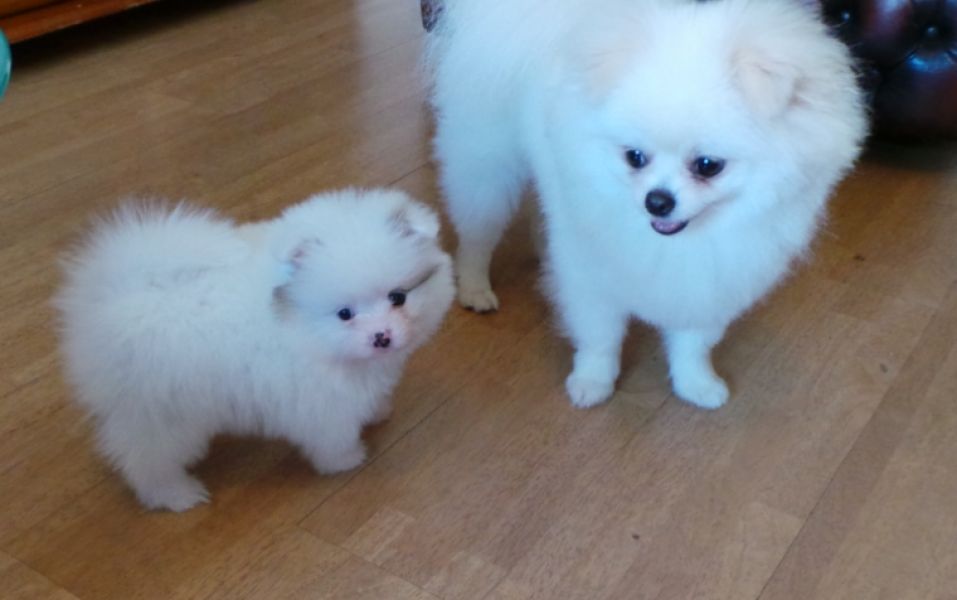  Volpino di pomerania