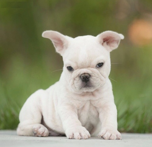 Cuccioli adorabili del cucciolo maschio e femminile del bulldog francese
