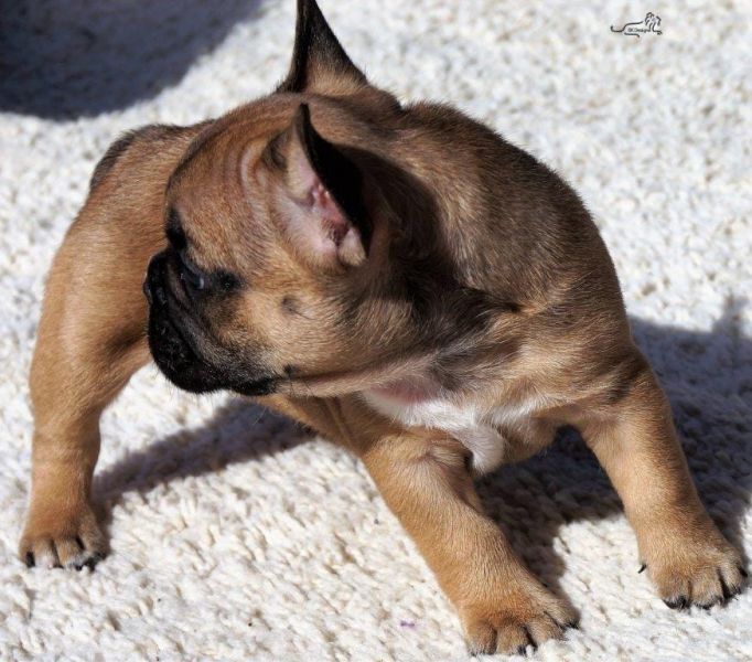  cuccioli di Bulldog Francese  ( Gratis )