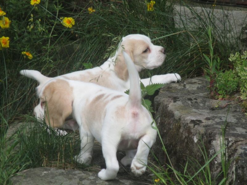 Regalo cuccioli di Beagle