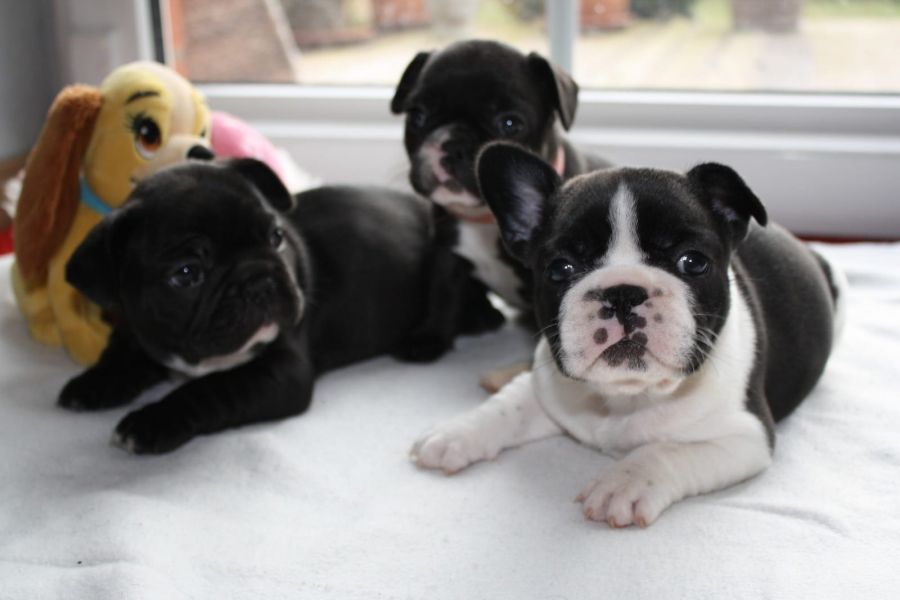 Sani maschio e femmina cuccioli di bulldog francese per adozione 
