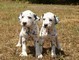 Due cuccioli di DALMATA maschio e femmina  due cuccioli di DALMATA maschio e femmina