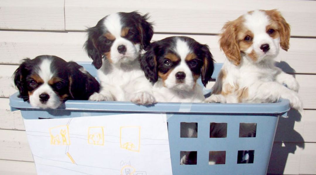 Cucciolo di Cavalier King blenheim