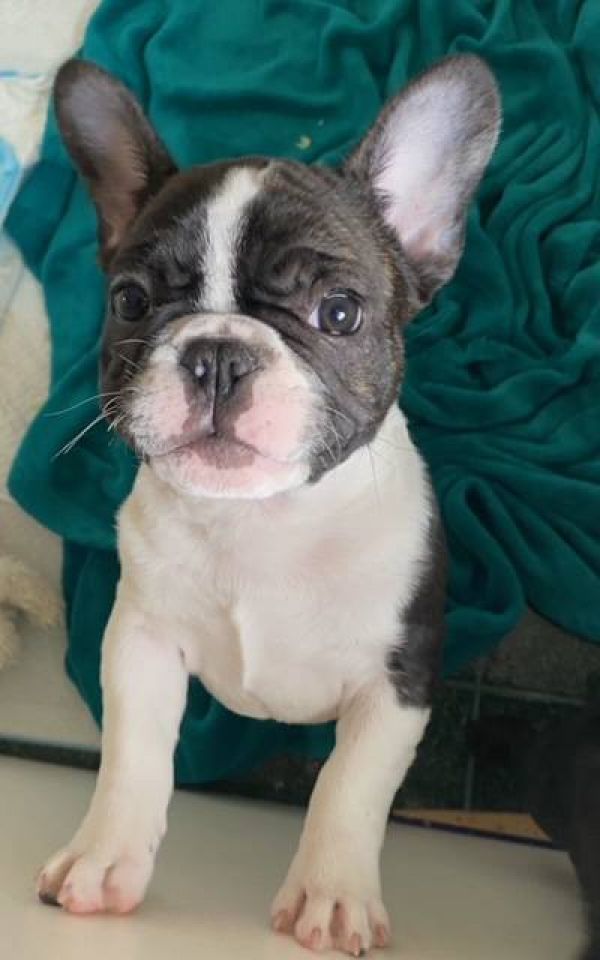  Regalo Meravigliosi cuccioli di bulldog francese  Casa cresciuto, salute garantita, vasino addestra