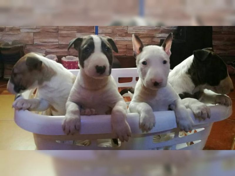 Regalo abbiamo cuccioli di bull terrier