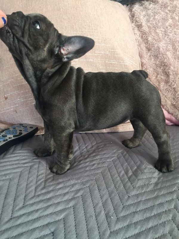 Molto bella e sani cuccioli di bulldog francese per adozione  