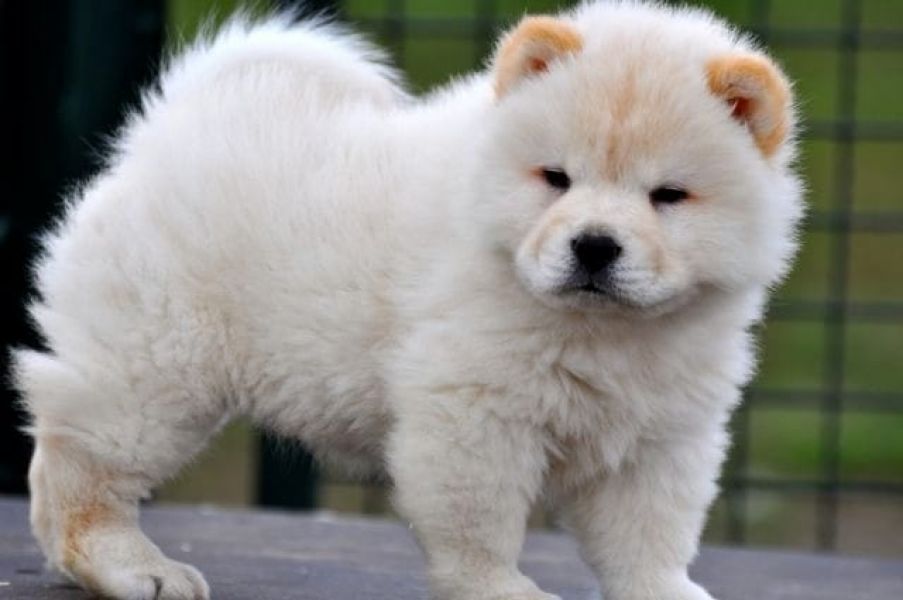 Molto bella e sani cuccioli di CHOW  CHOW per adozione maschi e femmine disponibili (gratis)
