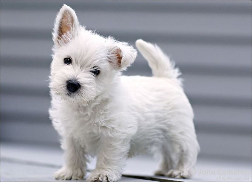 Cuccioli Maschi e femmine west higland white terrier