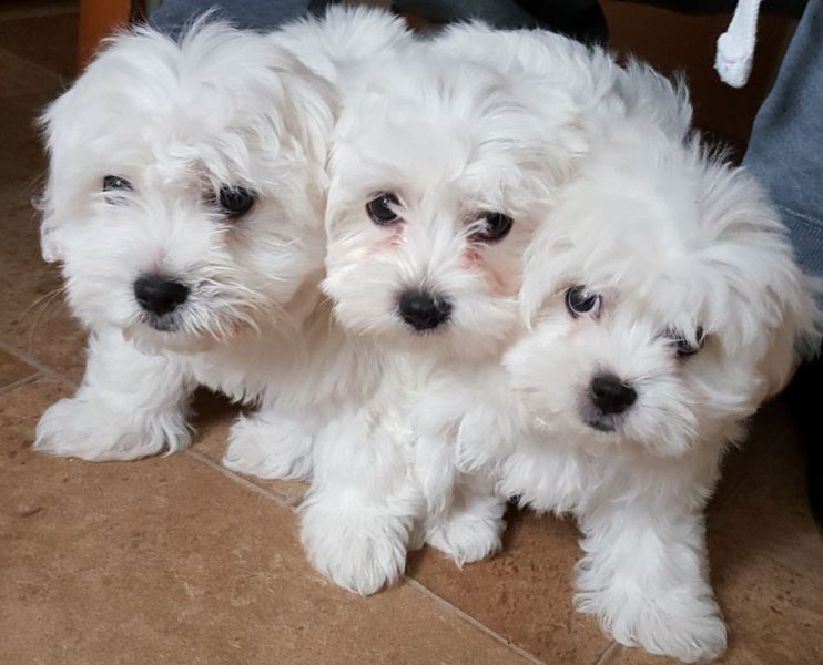 Regalo Cuccioli di Mini Malteser  in pronta consegna