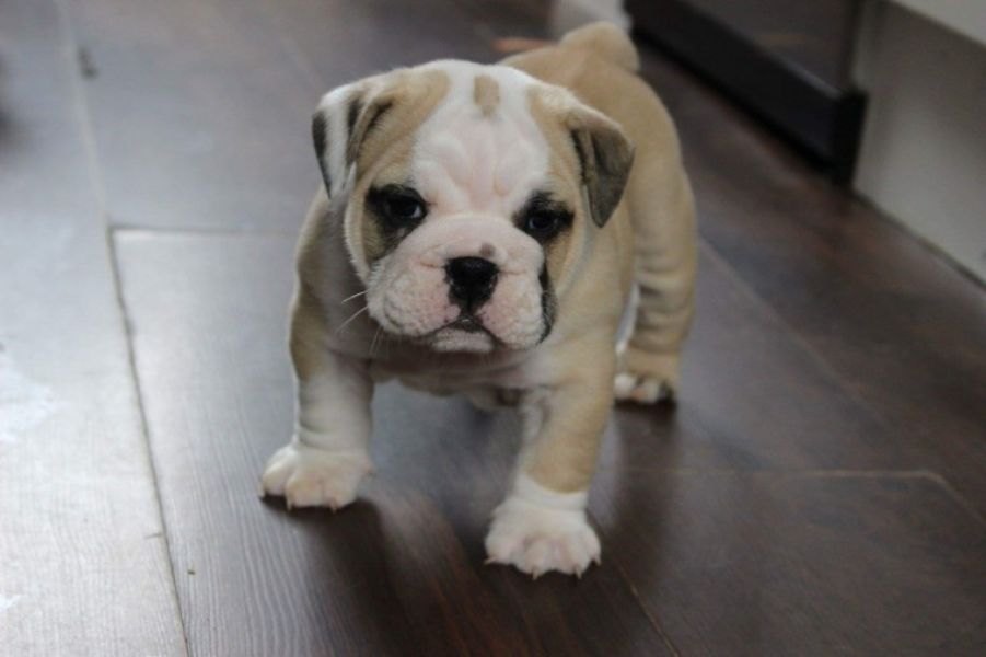Regalo Bulldog inglese cuccioli disponibili
