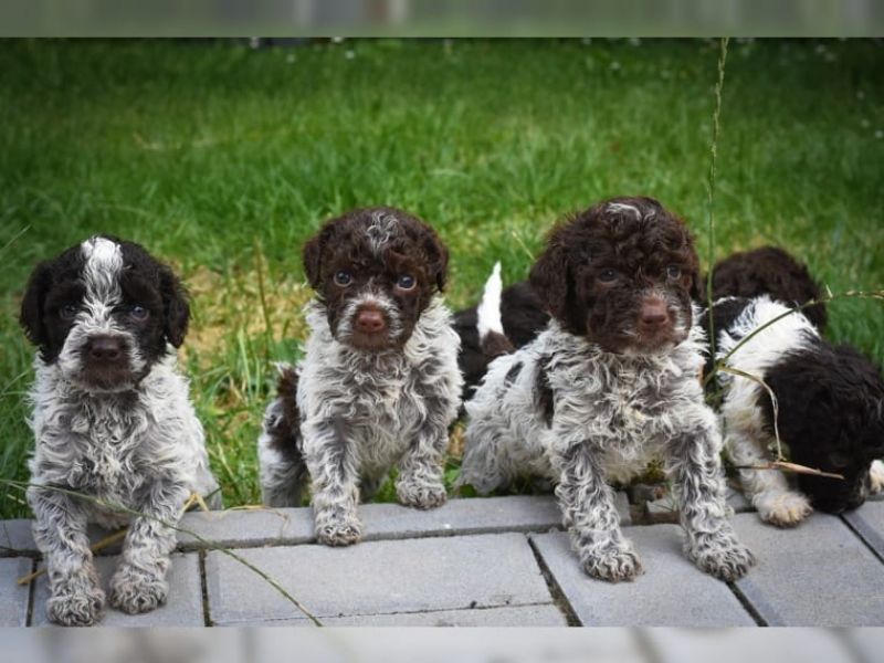 Dolce cuccioli di lagotto romagnolo
