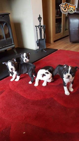 REGALO Cuccioli Boston terrier