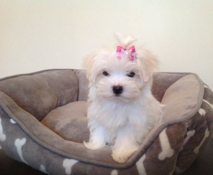 CUCCIOLI MALTESI Pronto ad andare in adozione !!!!!
