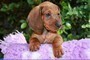 Cuccioli di bassotto