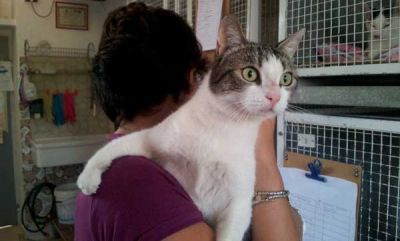 Spirit dolcissima giovane gatta adulta