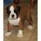 Due cuccioli di BOXER disponibili...per vostra casa  Due cuccioli di BOXER disponibili...per vostra 