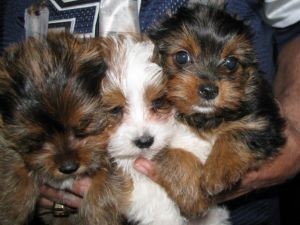 Yorkie cuccioli,,
