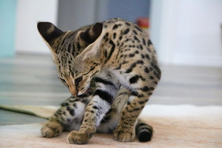  gattini Savannah   per adozione ( regalo  )