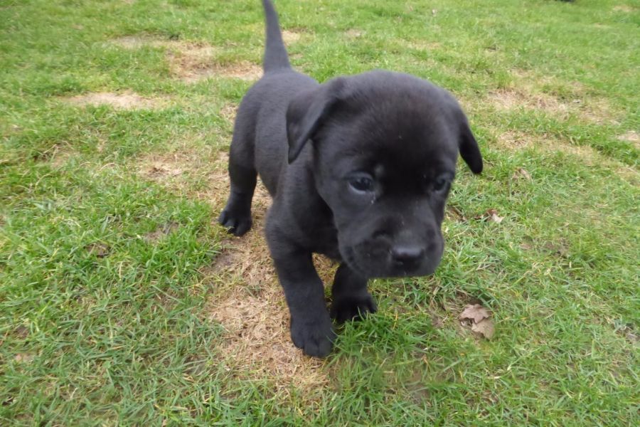 Molto bella e sani cuccioli di labrador per adozione maschi e femmine disponibili (gratis) 