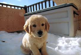  Golden Retriever Maschio e Femmina Cuccioli
