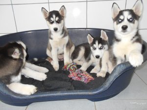 Regalo cuccioli di Siberian Husky
