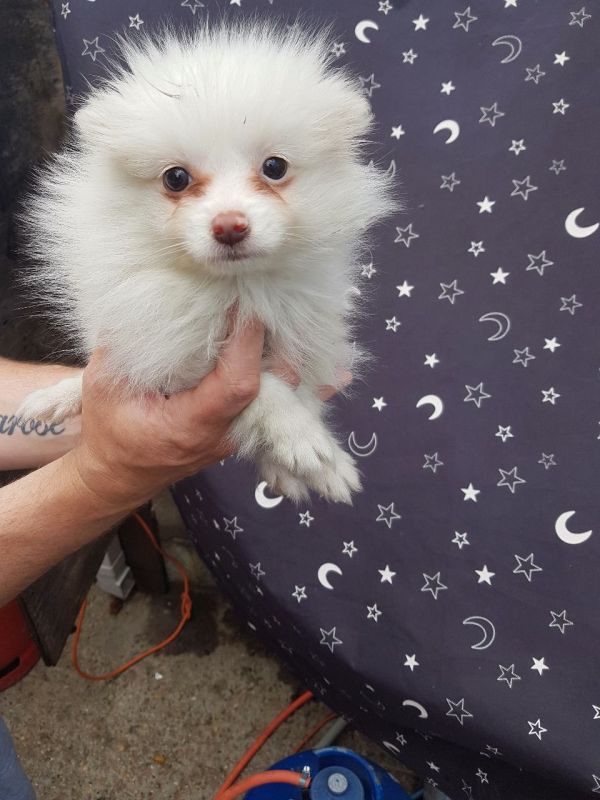 Volpino spitz pomerania