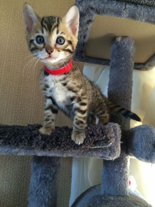  regalo Bengala gattini disponibili per l'adozione