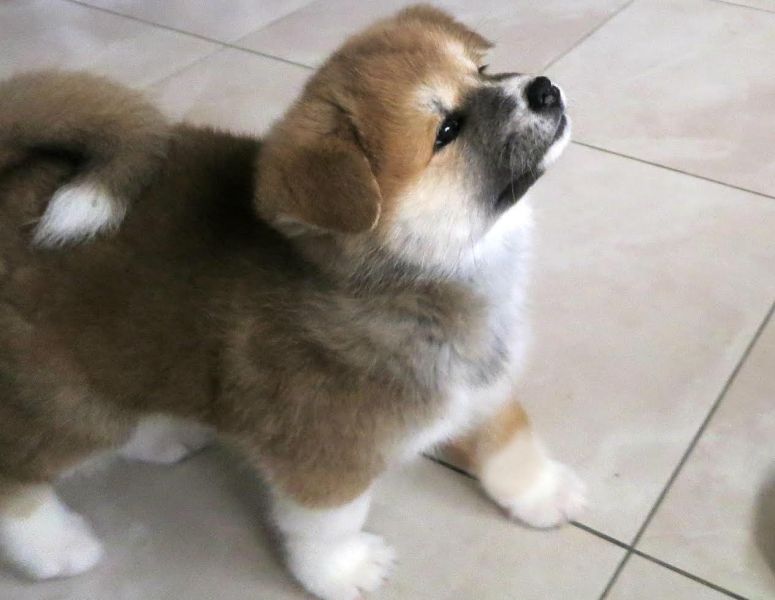 Molto bella e sani cuccioli di akita-inu  per adozione maschi e femmine disponibili (gratis)
