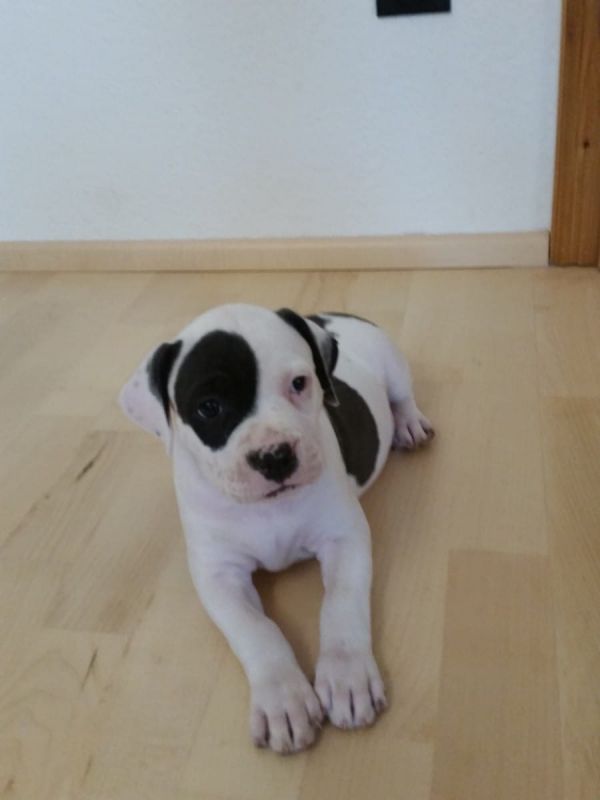 Molto bella e sani  cuccioli di pitbull per adozione maschi e femmine disponibili (gratis)
