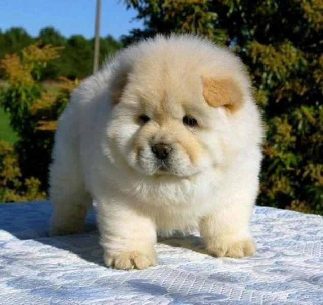 Bellissimo cucciolo di chow chow