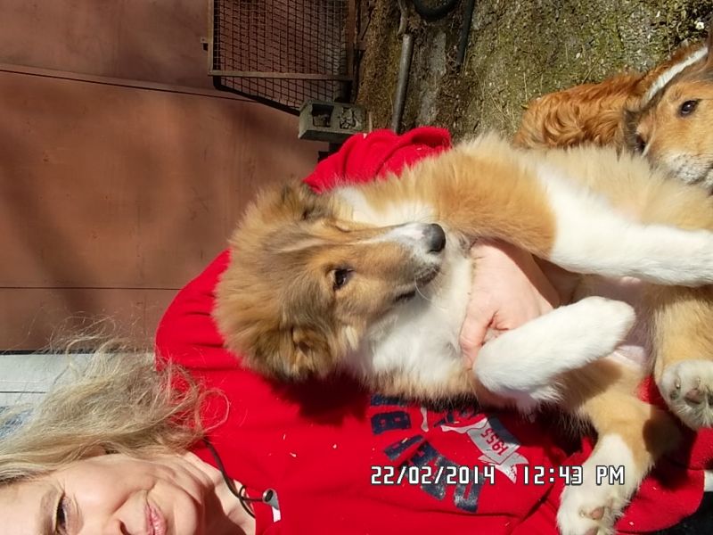 Cuccioli collie
